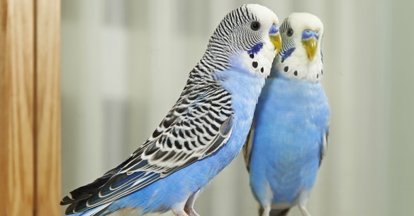 Kuruma Kesin Cozum Etkin Madde Amphotericin B Etkin Madde Nystatin