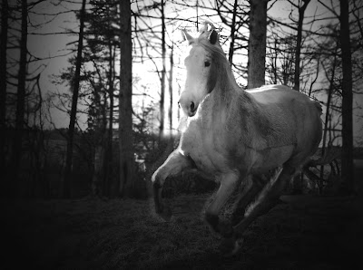 Hoof Behind the Lens