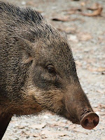 Wild boar - Pulau Ubin