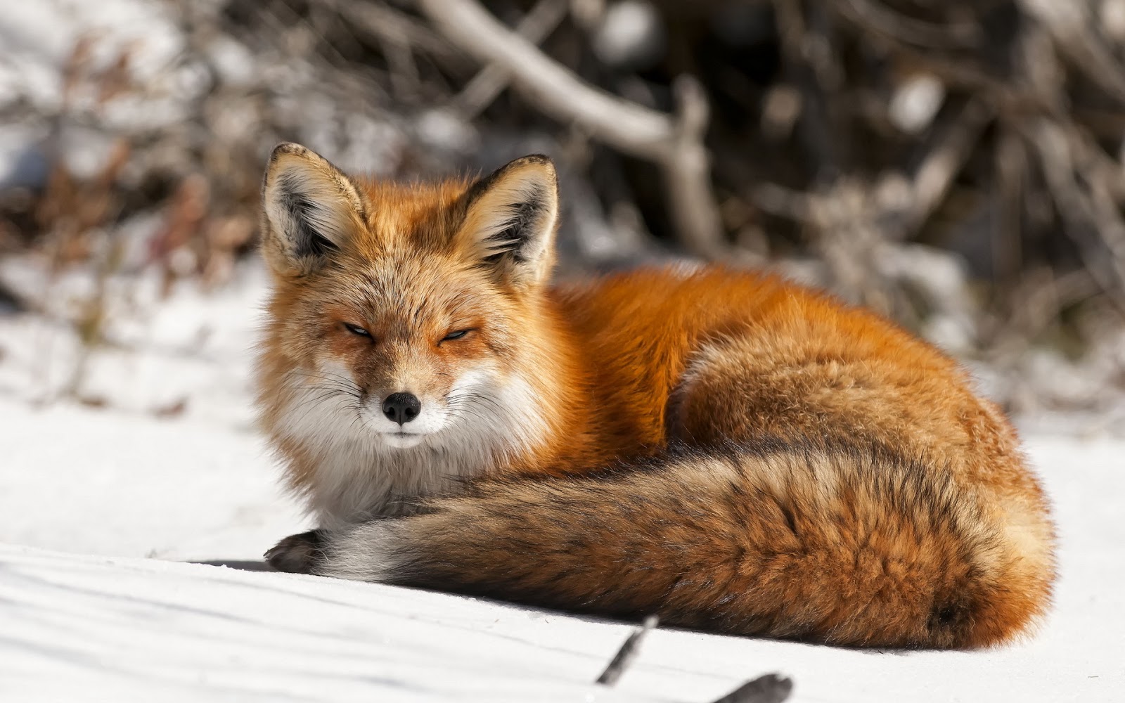 Fondo de Pantalla Animales Zorro en la nieve | Fondo Pantalla Online