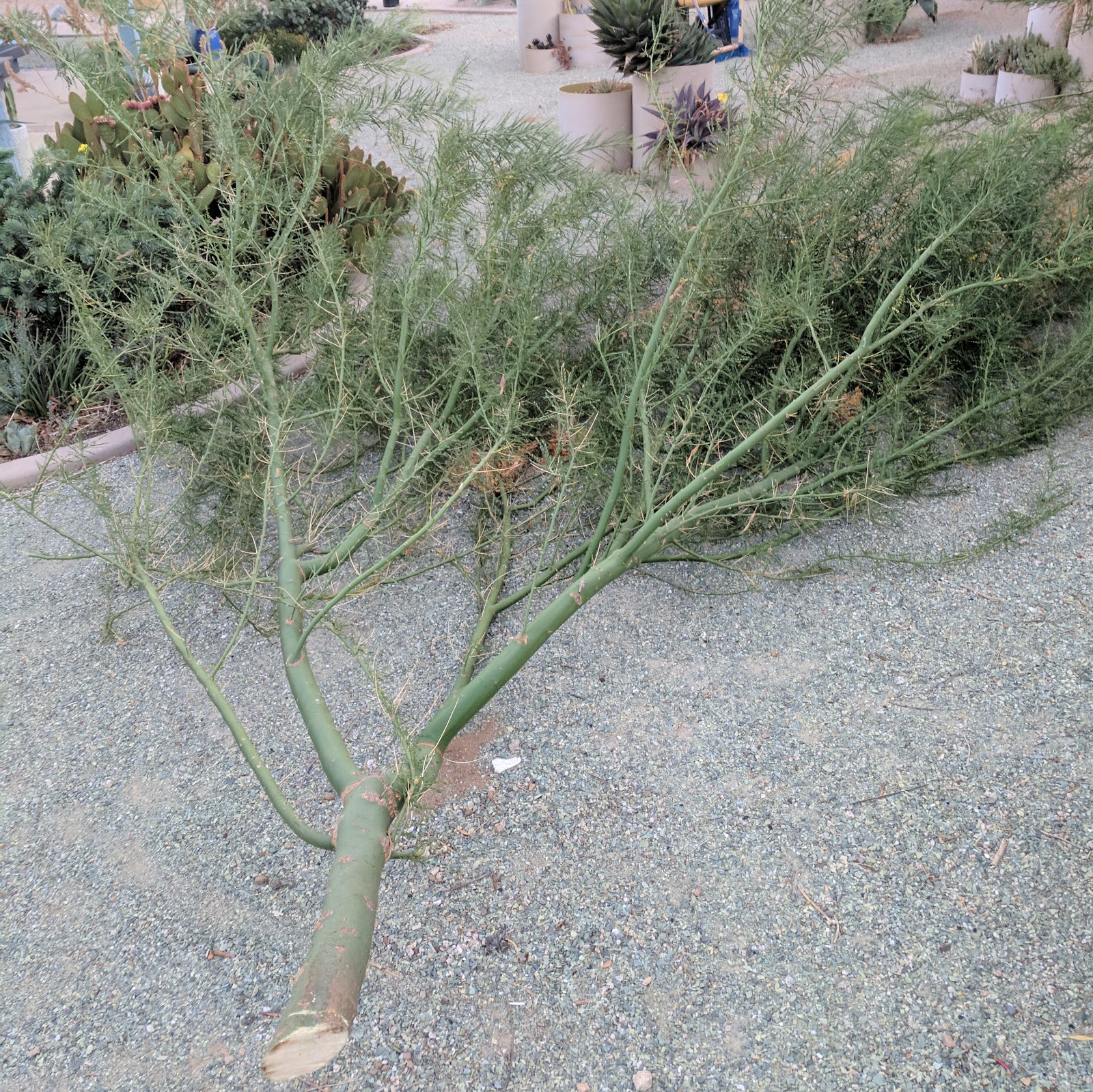 Gardening Turned Up to Eleven Pruning Help Needed For Palo Verde!