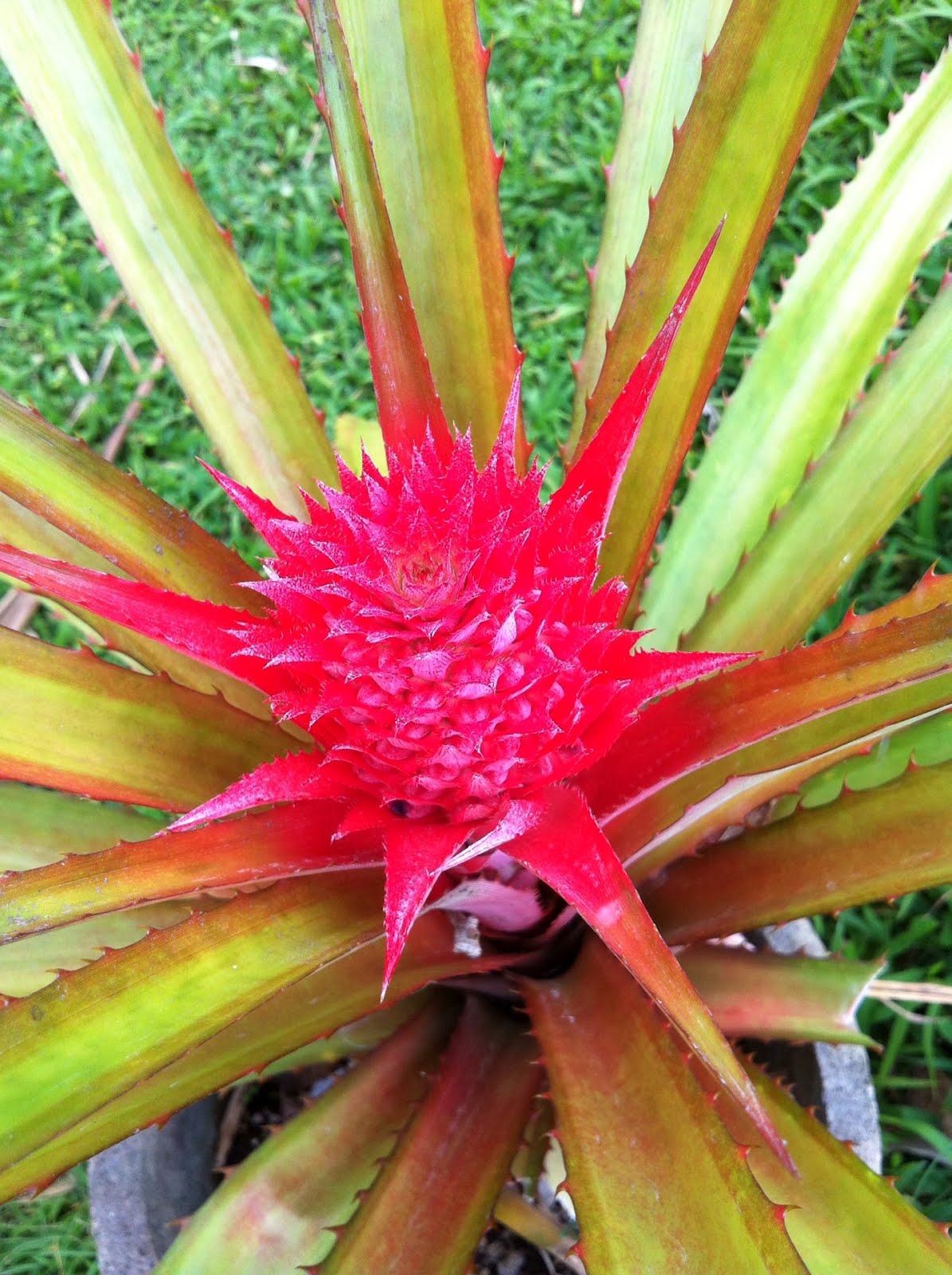 Blogging Banana Joe's Fruit Stand Kauai Red Pineapple