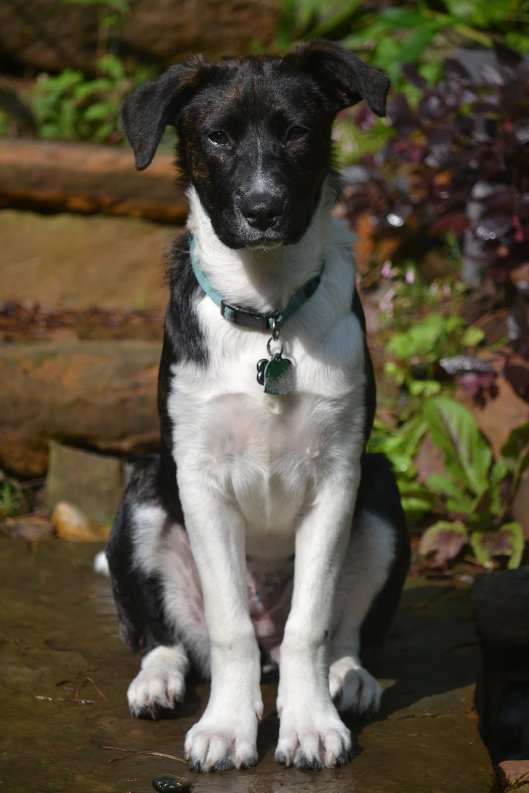 Another Garden Helper