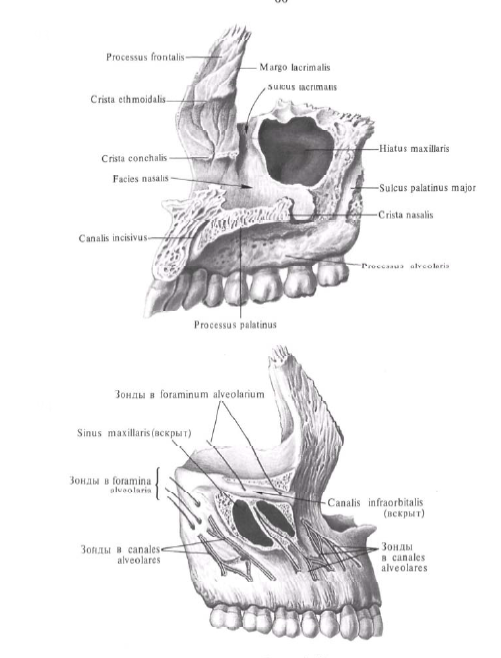 Ямка нижней челюсти. Решетчатый гребень верхней челюсти. Верхняя челюсть кость анатомия. Альвеолярный отросток на латинском. Кости верхней челюсти анатомия.