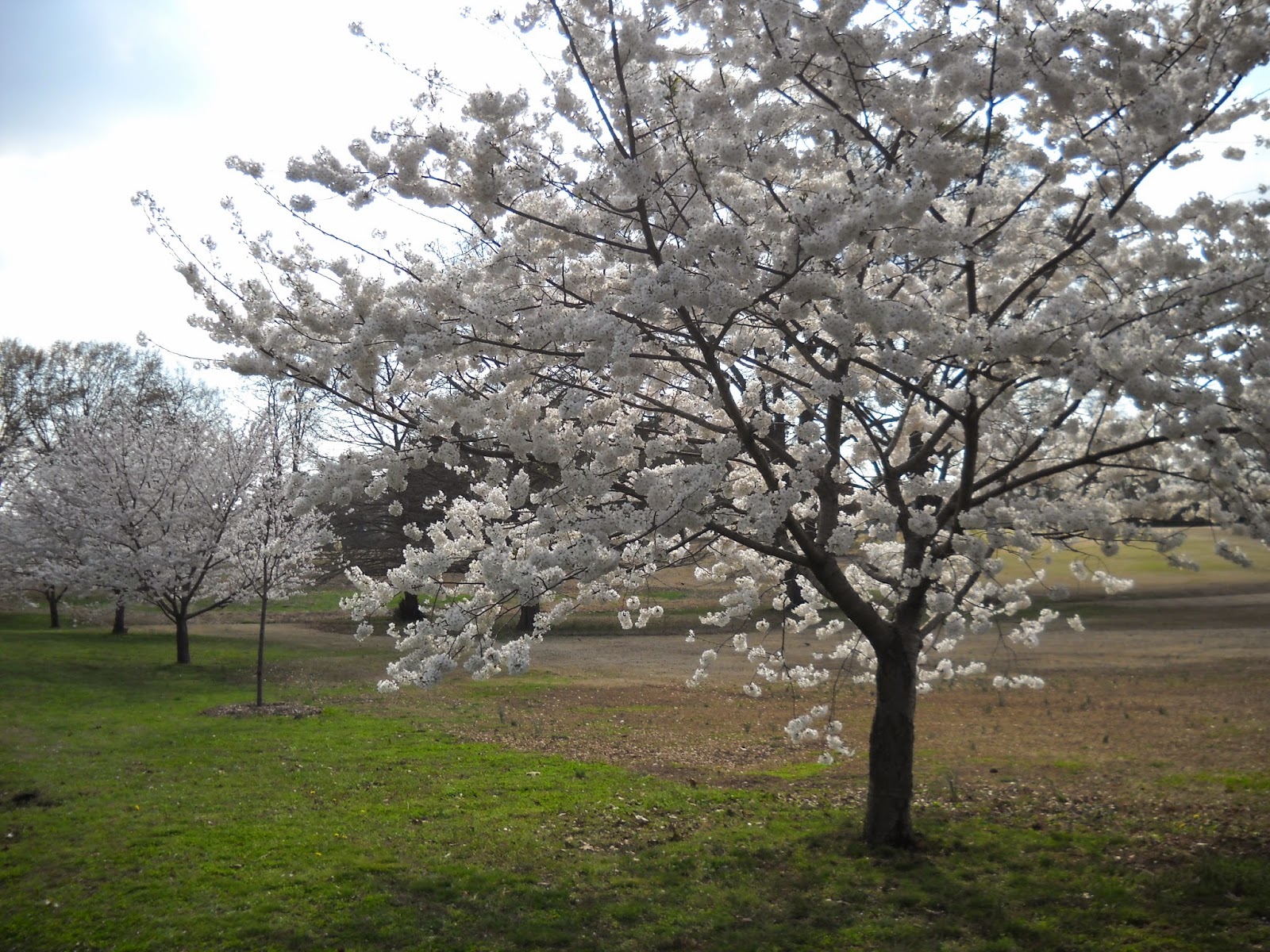 Divers and Sundry: Cherry Road Cherry Trees