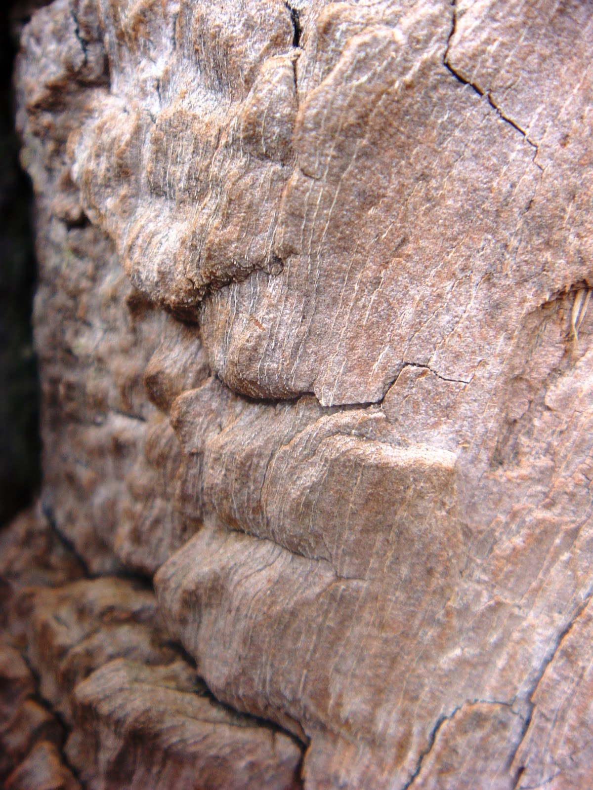 Værksted, natur og teknik : Egetræ