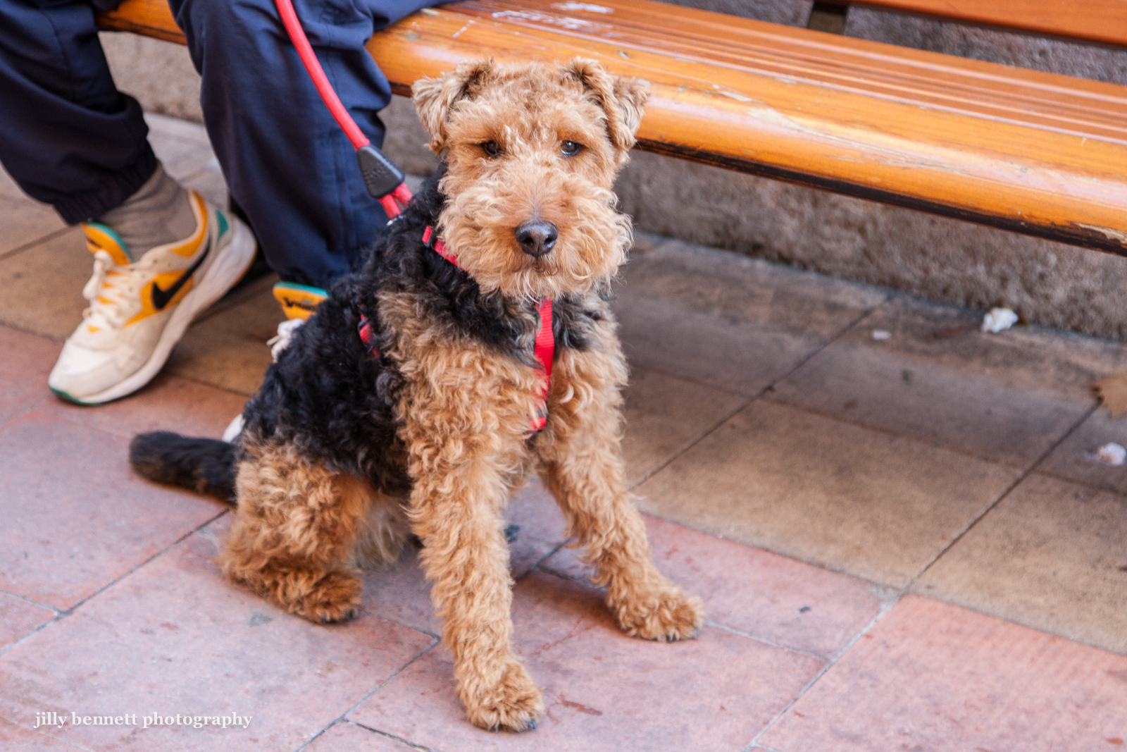 Welsh terriers on Pinterest | Welsh Terrier, Puppys and Dog Cartoons