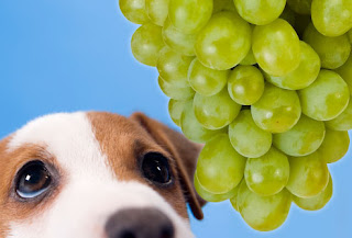 veterinaria online intoxicacion con uvas y pasas en perros