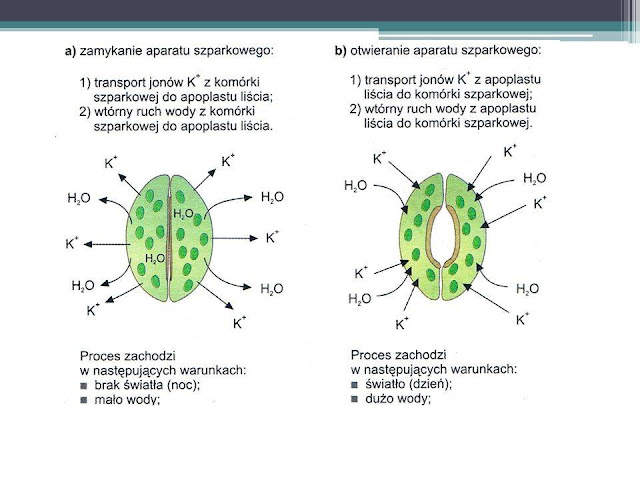 Sprawdzian Funkcjonowanie Roślin Nowa Era Liceum