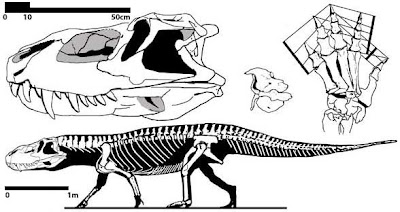 Prestosuchus skull