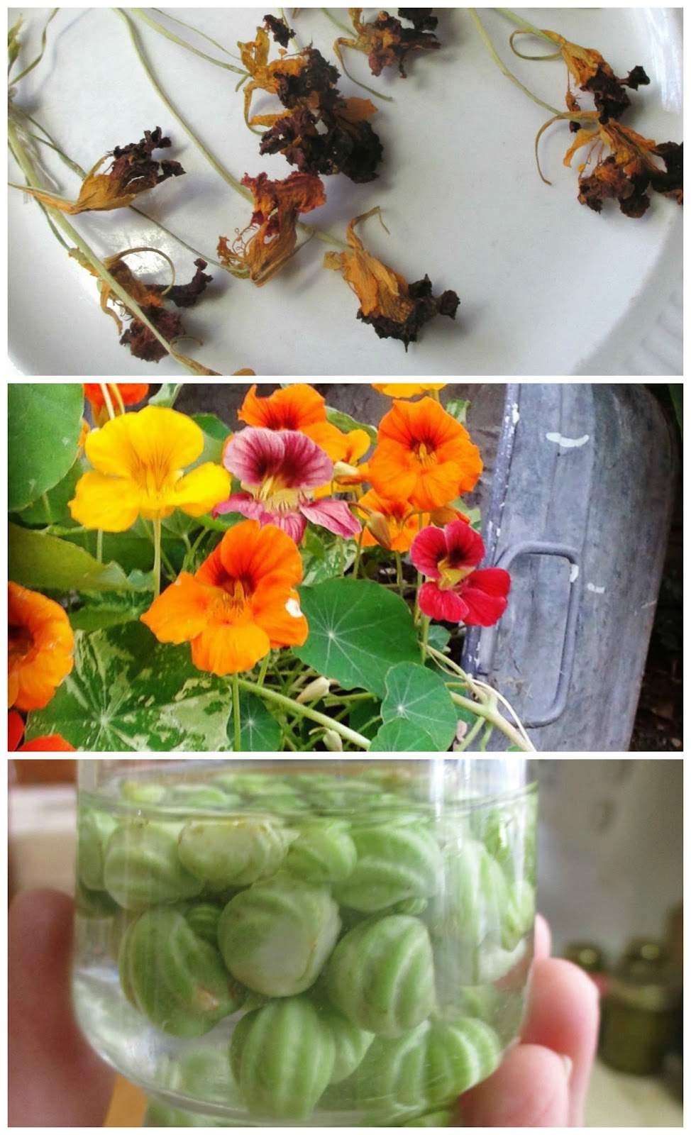 Flowers Foods Jobs Dried Nasturtium Flowers