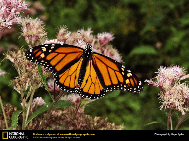 monarch butterfly hd wallpaper