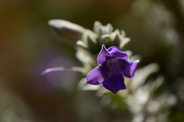 Eremophila hygrophana ermophila hygrophana, australian native, drought tolerant, small sunny garden, desert garden, amy myers