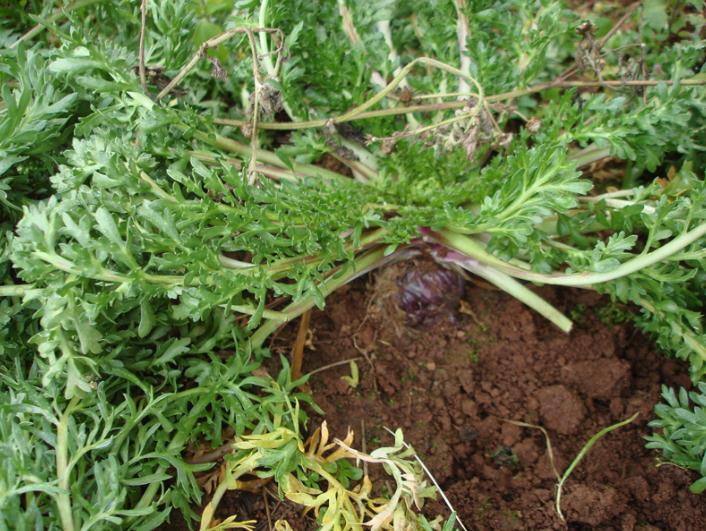 All about Ayurveda and Herbs MACA (Lepidium Meyenii)