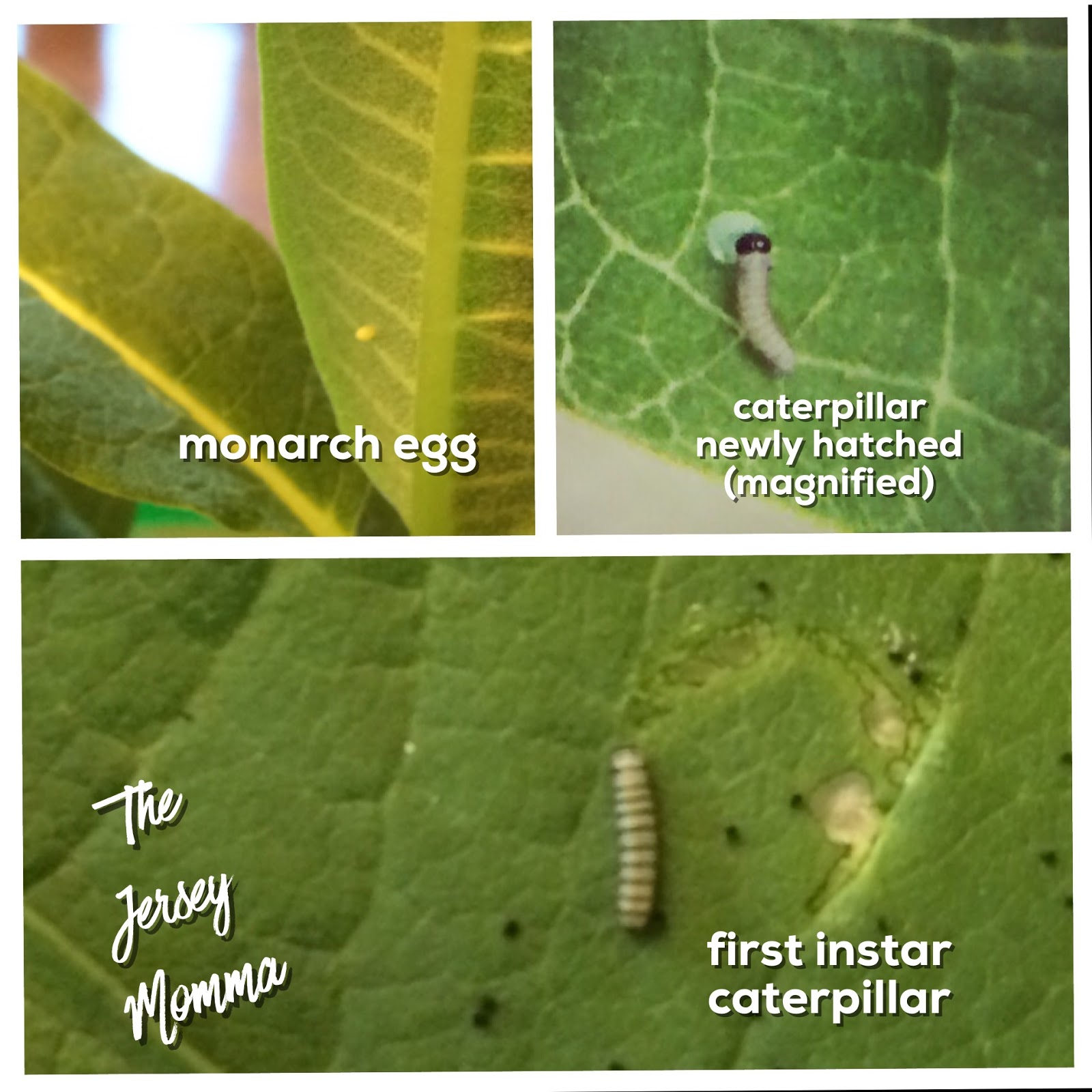 How To Raise Monarch Butterflies A Basic Guide The Jersey Momma