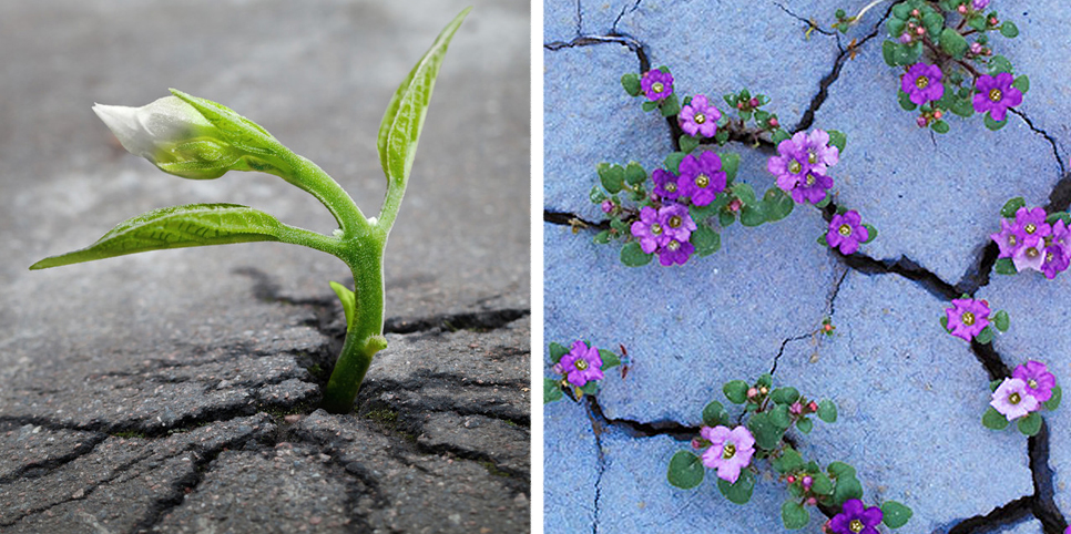 Life found a way. Цветок сквозь асфальт. Цветы на бетоне. Цветы на бетонной поверхности. Растение сквозь бетон.