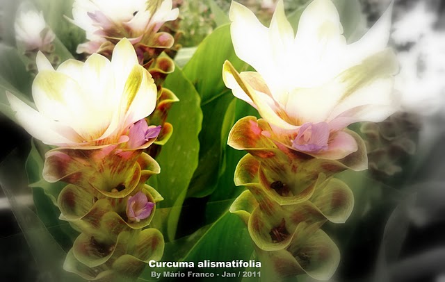 Meu Cantinho Verde: CURCUMA - ( Curcuma alismatifolia )