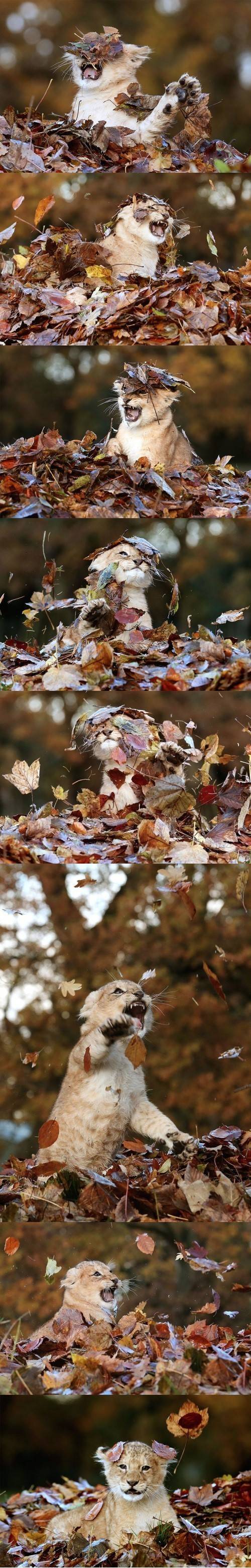 낙엽이 신기한 아기사자