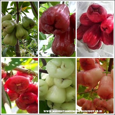 MARIHAT JAMBU MADU: JENIS VARIETAS JAMBU AIR