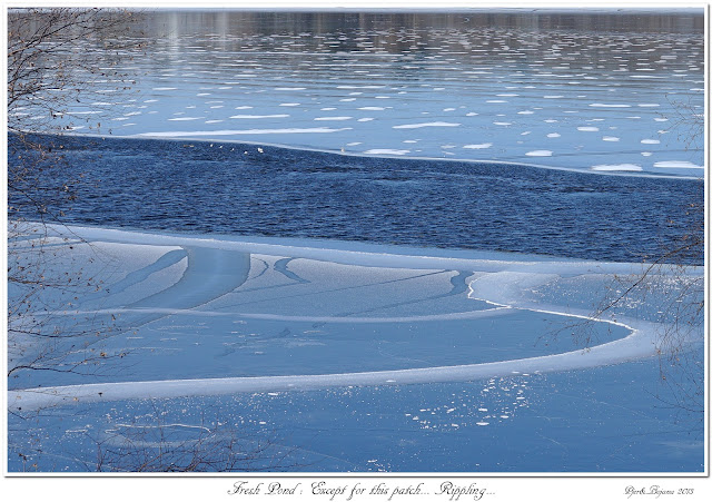 Fresh Pond: Except for this patch... Rippling...