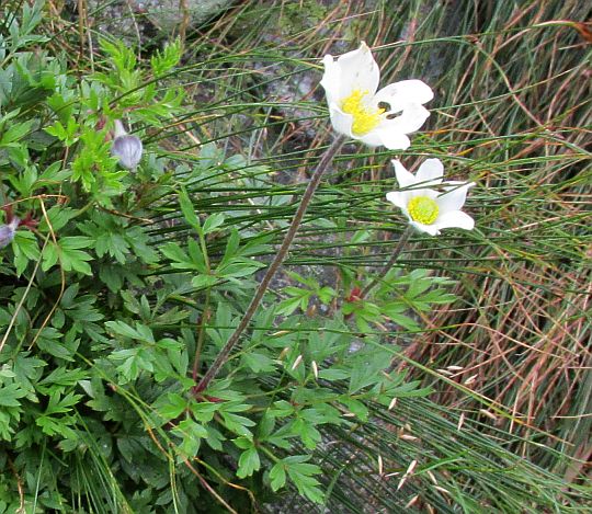Sasanka alpejska (Anemone alpina).