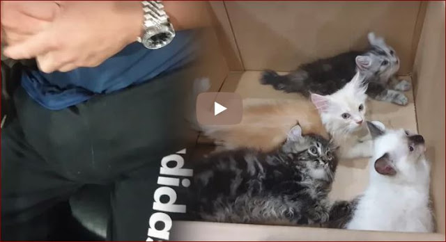 Curiga Dengan Tonjolan Dan Suara Kucing Didalam Celana, Pria Ini Selundupkan 4 Ekor Kucing Mahal