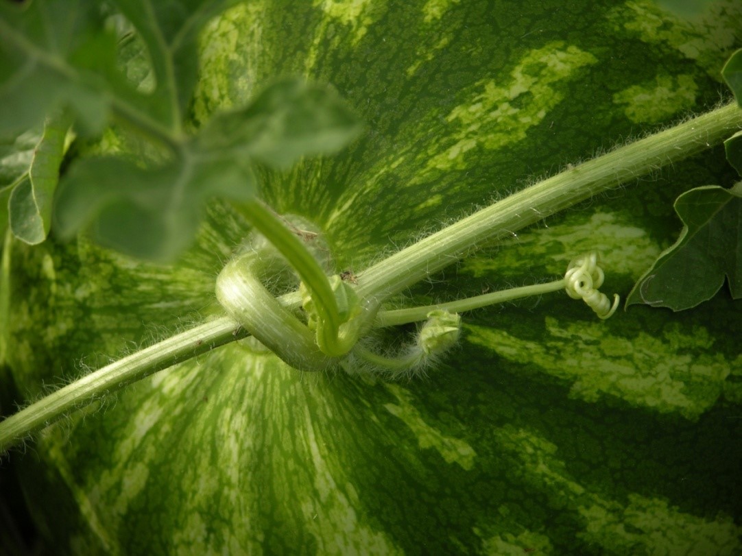 Give it a Grow Watermelon & Corn Growing Tips for NM Gardens