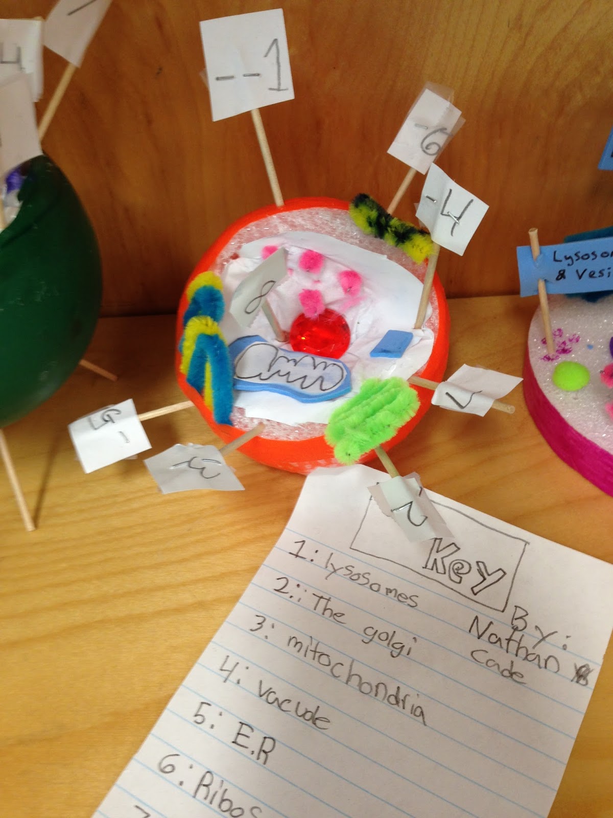 One Teacher's Adventures Grade 8 Animal Cell Models