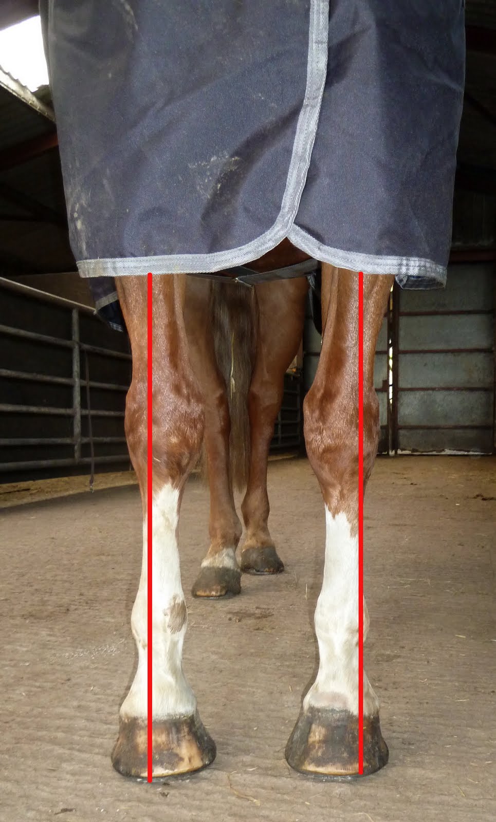 Rockley Farm What happens when a horse has thin soles and poor hoof