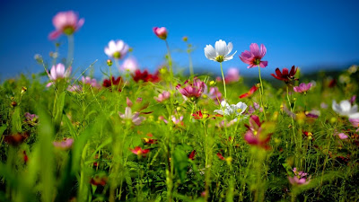 صور خلفيات زهور