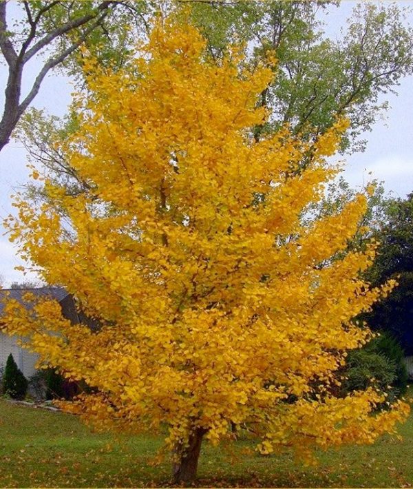 Ginkgo biloba