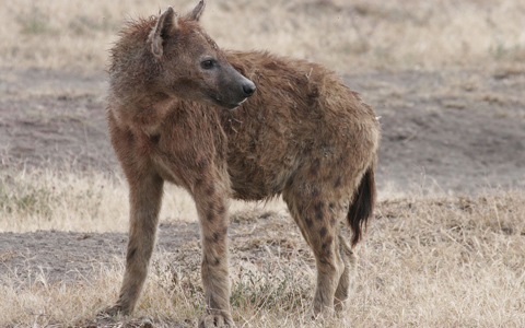 Deforestation and climate change leave scavengers at the top of the food chain