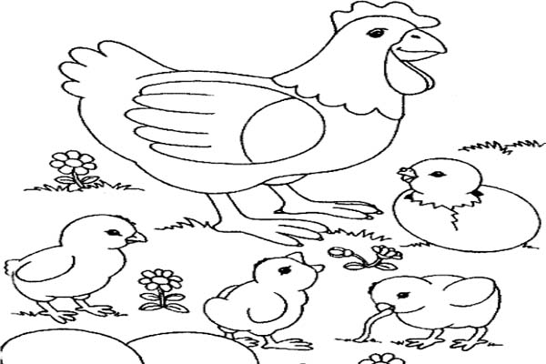 25+ Contoh Gambar Mewarnai Mewarnai Ayam Jago Dengan Crayon GAMBAR