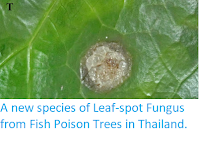http://sciencythoughts.blogspot.co.uk/2013/08/a-new-species-of-leaf-spot-fungus-from.html