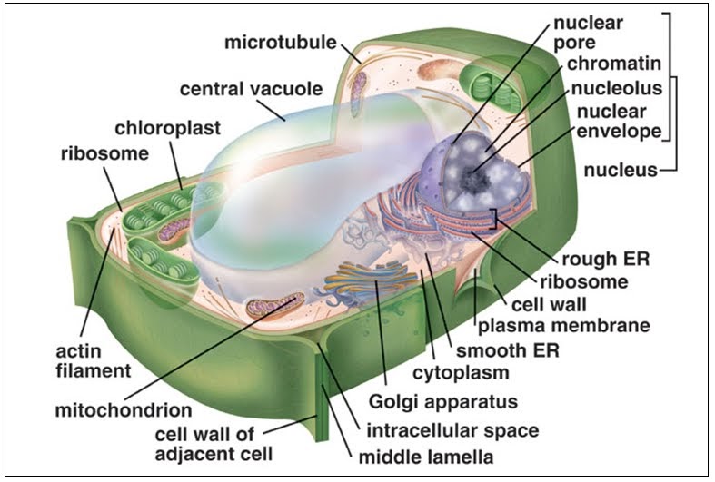 Biologi Gonzaga Sel Tumbuhan