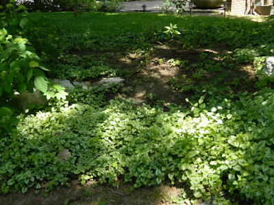 Lamiastrum galeobdolon Yellow Archangel York Mills front garden renovation Paul Jung Gardening Services Toronto