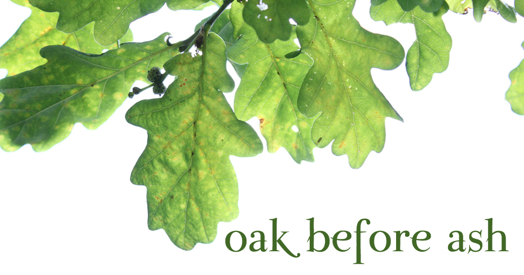 oak before ash