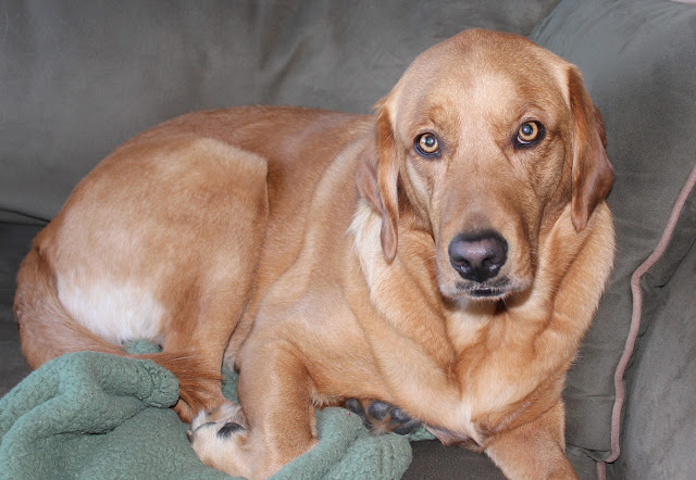 Golden Labrador dog has strange addiction with used tissues