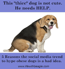 Thicc beagles are not cute. They need help.