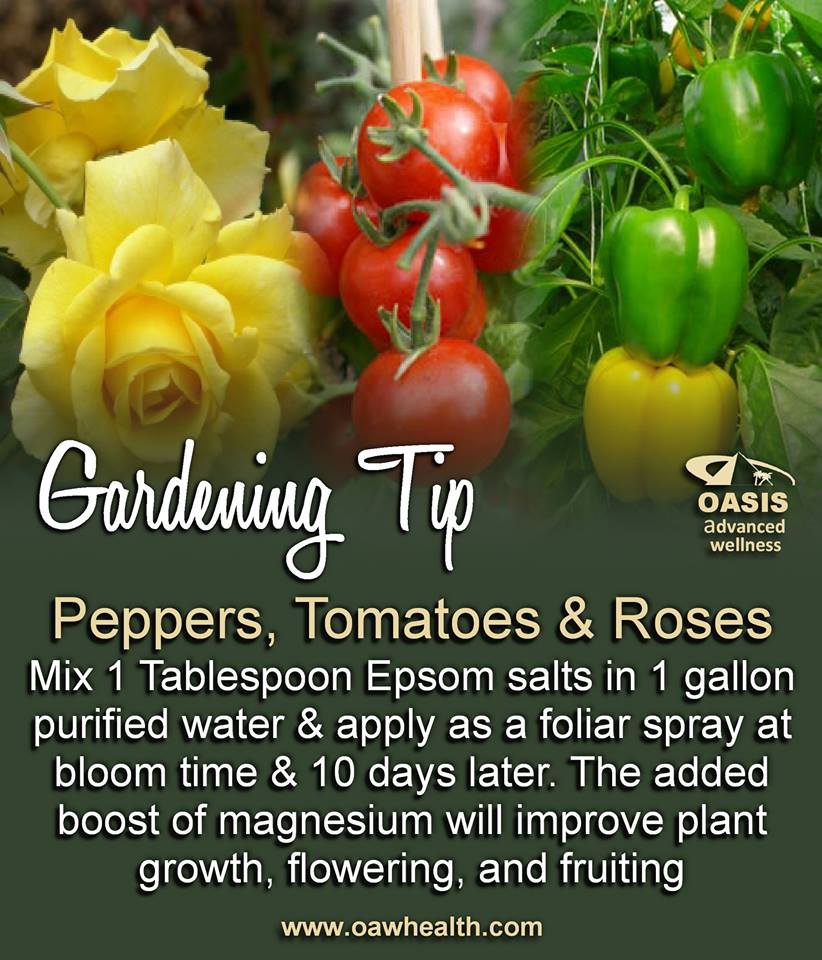 YOU ARE WHAT YOU EAT GROWING TIP FOR PEPPERS, TOMATOES & ROSES