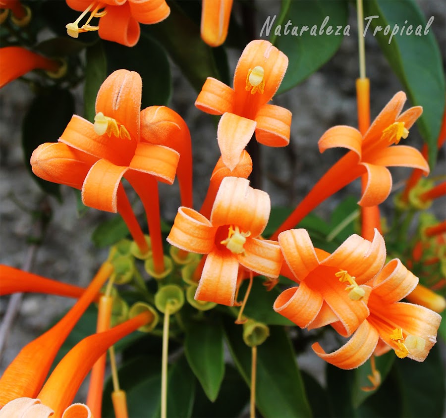 Flores de cerca de la Liana de Fuego, Pyrostegia venusta