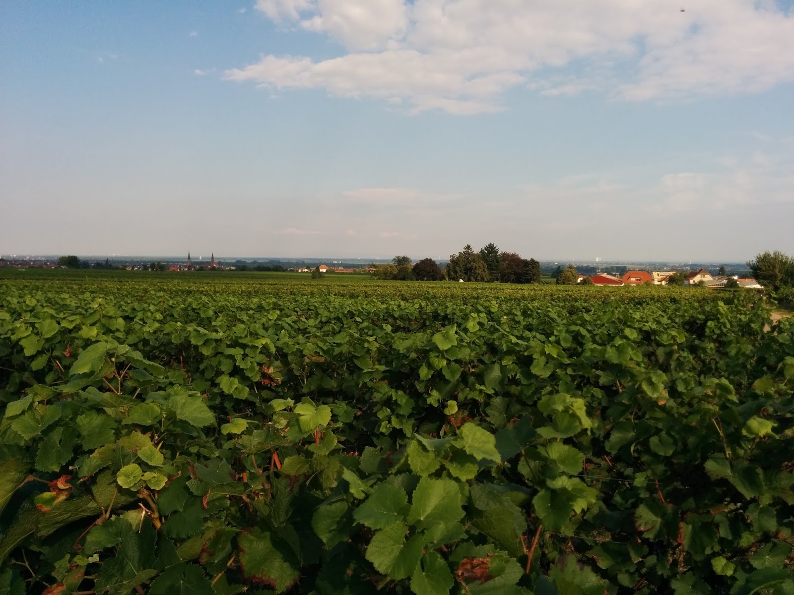 Gastgeberverzeichnis By Sudliche Weinstrasse E V Issuu