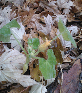 Blooming squash with fallen leaves surrounding it.