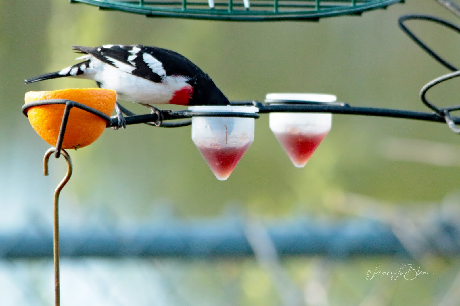 7 Top Reasons to Feed Your Birds BirdBerry Jelly Nature Notes Blog