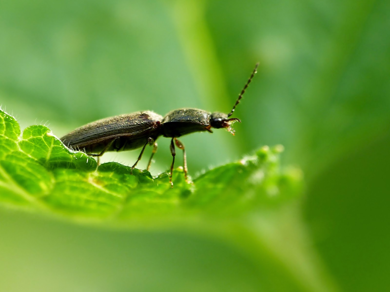 Photos d'insectes Les Coléoptères Coleoptera
