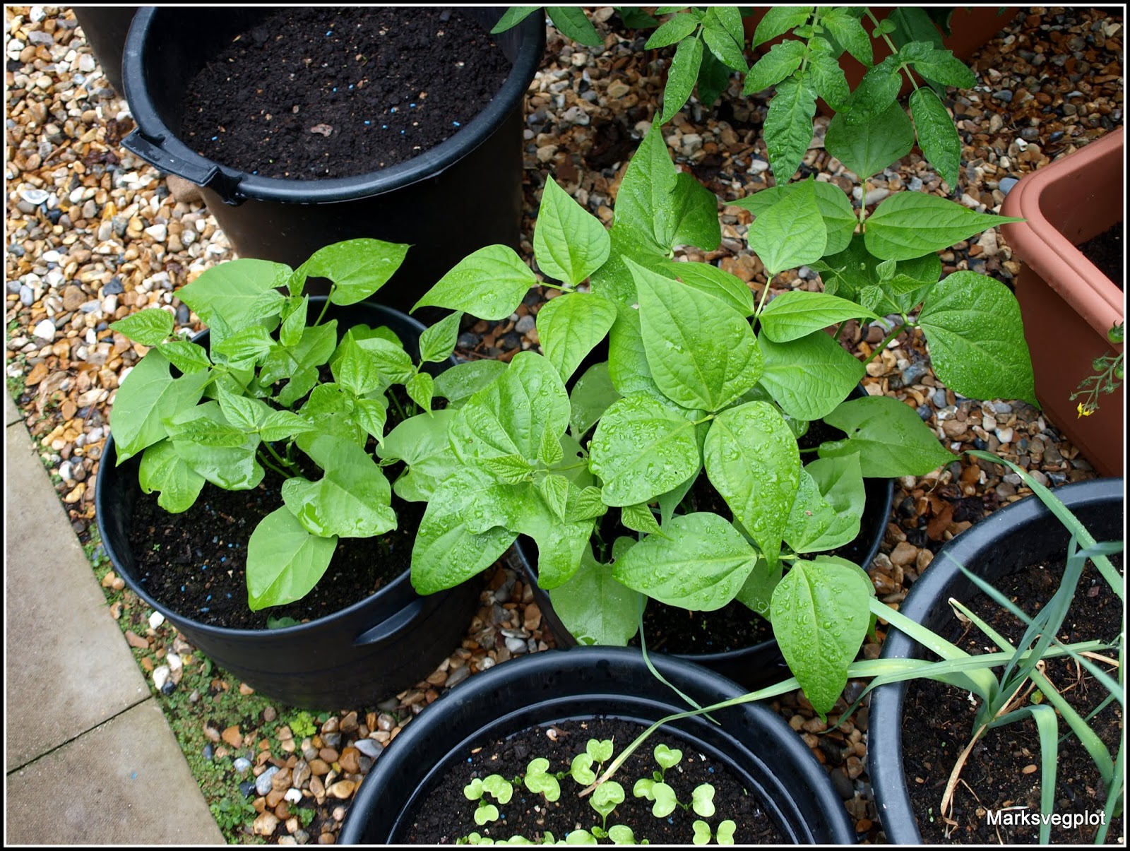 Mark's Veg Plot Growing vegetables in containers
