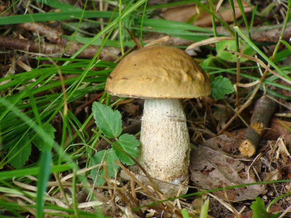 Leccinum pseudoscabrum DSC42288