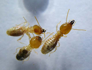 Soldiers and worker of a small Odontotermes termite species