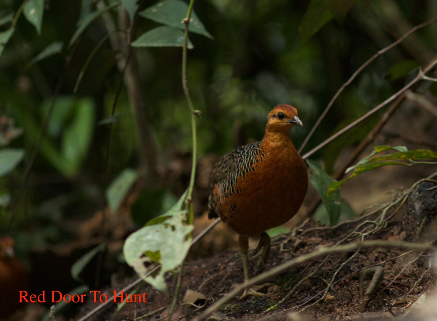 Red Door To Hunt Burung Sengsurit Caloperdix Oculea