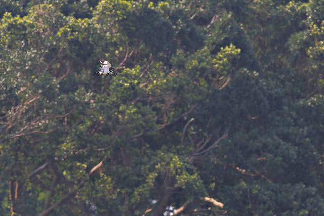 Pied Kingfisher finishes catching fish Pied Kingfisher finishes catching fish